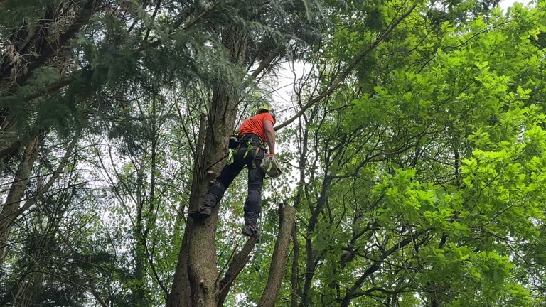 How Our Tree Care Process Works  in El Granada, CA